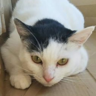 寝るのが大好きなうーちゃんがあなたを待っています♪