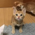 茶トラの女の子ラスクちゃん