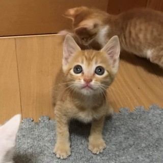 茶トラの女の子ラスクちゃん