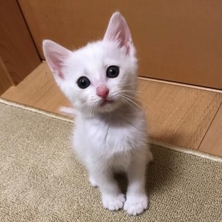 あたまにチョン黒模様のベーグルちゃん