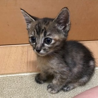 かわいいスコーンちゃん