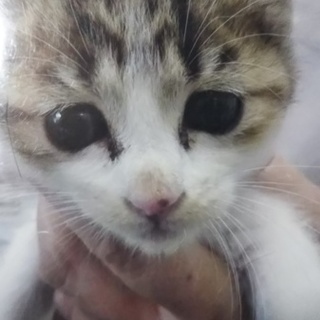 ボブテイルな甘えっこ、ちこちゃん♪