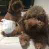 ボルデモート