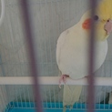 オカメインコ〜ことりちゃん〜