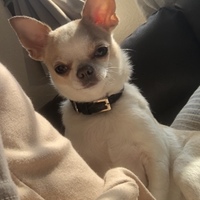 ねね