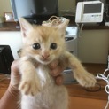 子猫2匹の里親募集中です