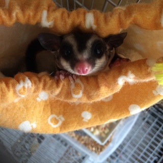 募集を一旦終了させて下さい。