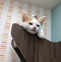 人大好きで甘えん坊の子猫くん