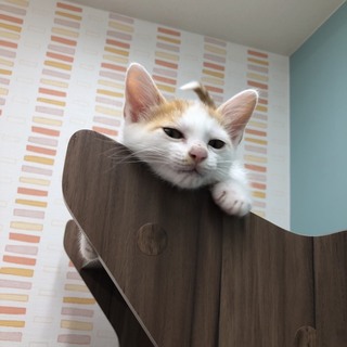 人大好きで甘えん坊の子猫くん