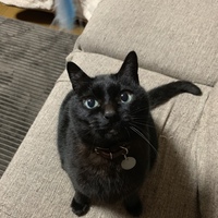 あずき