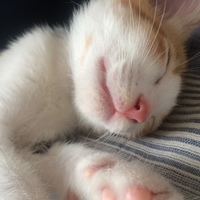 もあ
