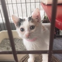 おとなしい三毛ちゃん