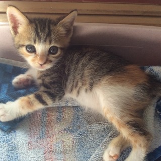 キジが入った三毛。可愛いあやめちゃん