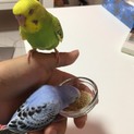 一歳未満のセキセイインコ黄色