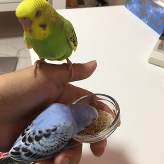 一歳未満のセキセイインコ黄色