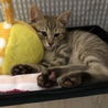 天真爛漫で、猫も人も大好き､小夏ちゃん サムネイル3