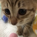 天真爛漫で、猫も人も大好き､小夏ちゃん