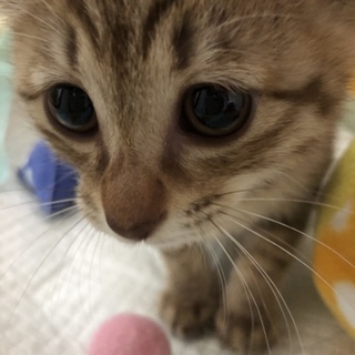 天真爛漫で、猫も人も大好き､小夏ちゃん