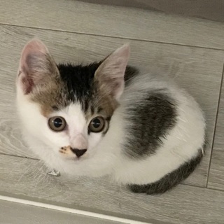 人懐こくて甘えん坊の女のこです
