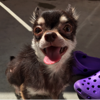 可愛がって頂ける里親様募集します（アレルギー有り）