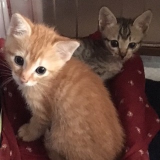 １か月半の兄弟猫、一緒での募集です！