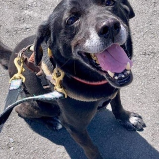 アンディ　たくさん遊んでくれるご主人募集