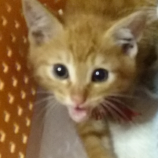 ありがとうございました！