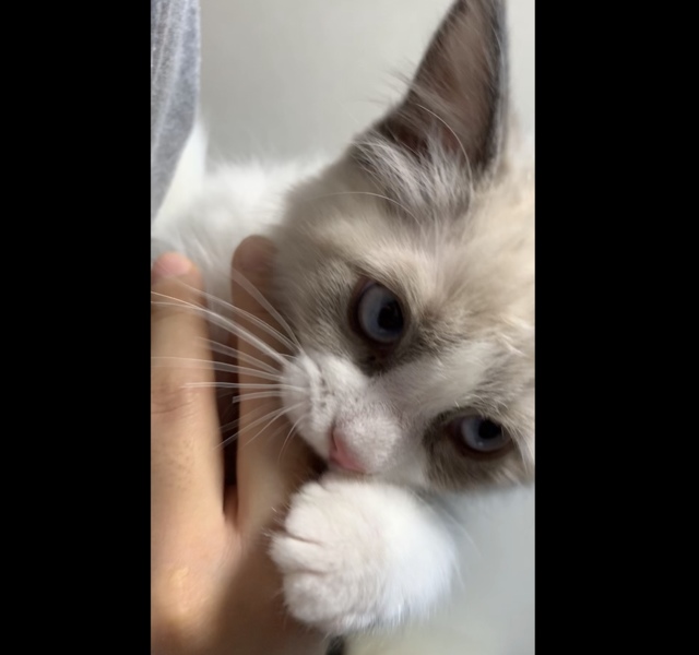まだ仔猫ちゃんラグ男の子」大阪府 - 猫の里親募集(266576) :: ペット 