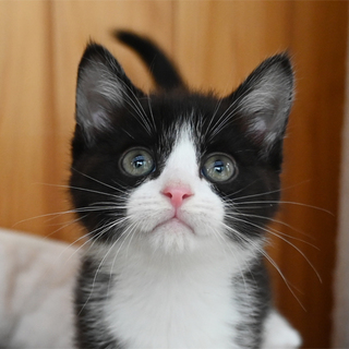 ムチムチボディの兄妹、黒白男の子（長尾）募集中