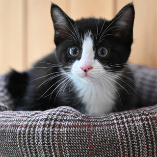 ムチムチボディの黒白男の子（短尾）募集中