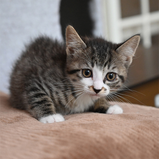 ムチムチボディの兄妹、キジ白女の子（短尾）募集中