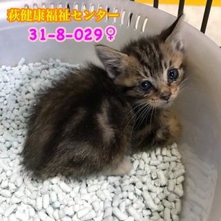 可愛い茶キジちゃん♡母子で4匹で収容(TT)029