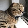 スコティッシュフォールド