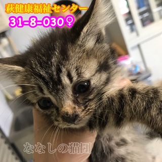 可愛いキジトラちゃん♡母子4匹で収容(TT)030