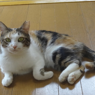 かわいいミケ猫さん里親募集中