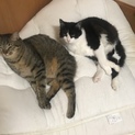 家族に迎えてください