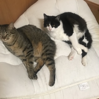 家族に迎えてください