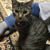 の写真