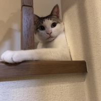 ワトソン