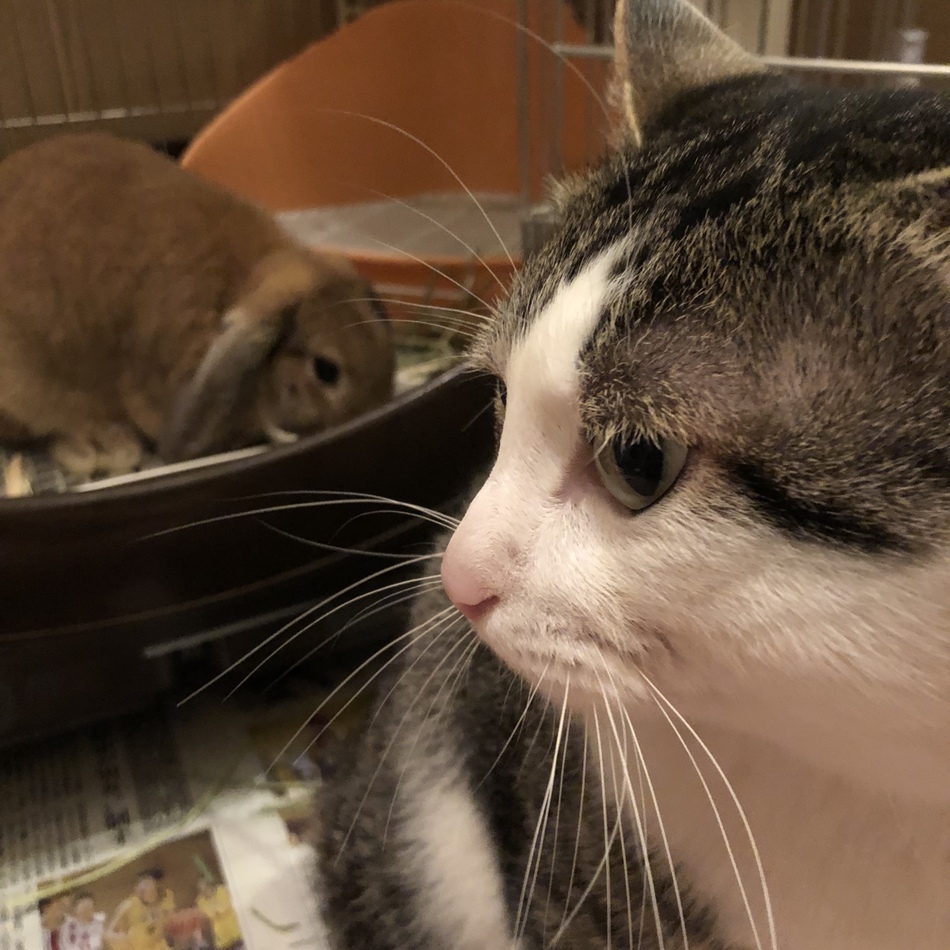 すずまるのカバー写真