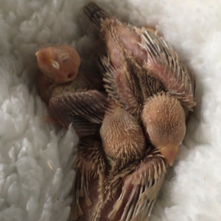 シナモン文鳥の里親募集