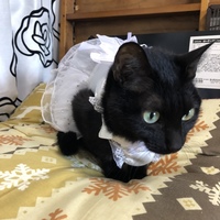 ひな