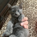 保護子猫２匹、グレーとサバシロ