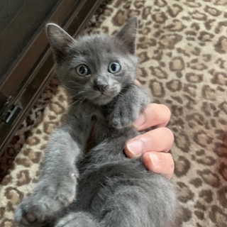 保護子猫２匹、グレーとサバシロ