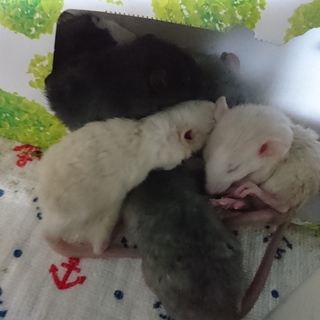 5/30生まれ　ファンシーラット