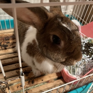 ウサギ里親募集