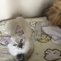 再募集します 雑種 男の子