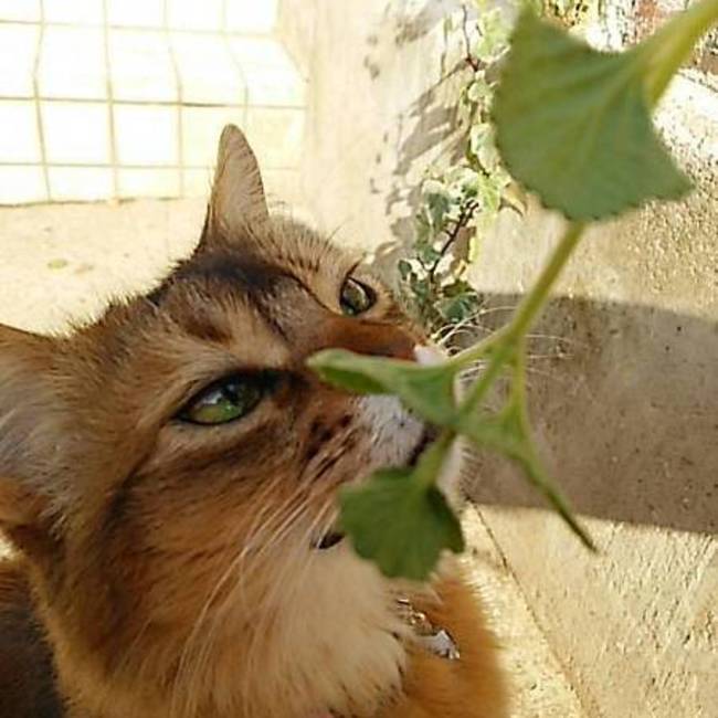にくきゅうままのカバー写真