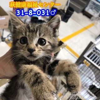 アメショ風キジ君♡母子で収容(TT)031