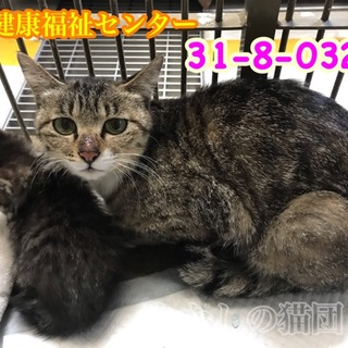 面倒見のいいキジママちゃん♡032